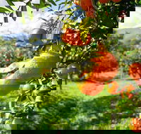 Full-Day Swan Valley Wildlife Park Winery  Fruit Orchard - Tourism Brisbane