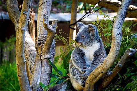Full-Day Swan Valley, Wildlife Park, Winery & Fruit Orchard - Tourism Brisbane 1