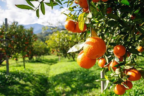 Full-Day Swan Valley, Wildlife Park, Winery & Fruit Orchard - Tourism Brisbane 4