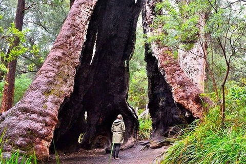 Albany Southwest Wilderness Day Tour - Fly From Perth - Tourism Brisbane 7