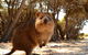 Wave Rock & Rottnest Island - Air & Ground Tour - thumb 6