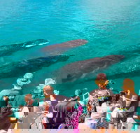 Humpback Whale Sunset Cruise - Brisbane Tourism