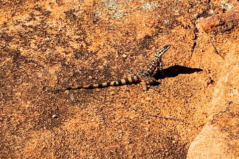 The Big Wave Rock (Private) Day Tour - Tourism Brisbane 4
