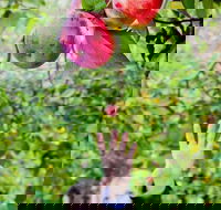 Perth Hills - Wildlife Art  Gastronomy - Tourism Brisbane