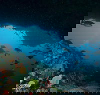 Rottnest Island scuba diving from Fremantle - Tourism Brisbane