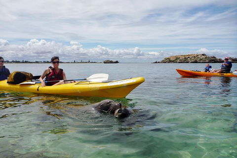 Seal Island And Penguin Island Or Point Peron Sea Kayak Tour - Tourism Brisbane 0