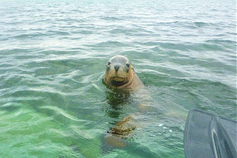 Seal Island And Penguin Island Or Point Peron Sea Kayak Tour - Tourism Brisbane 4