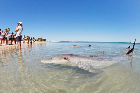 6-Day Coral Coaster From Perth To Exmouth One-Way Via Monkey Mia Ningaloo Reef - Tourism Brisbane 9