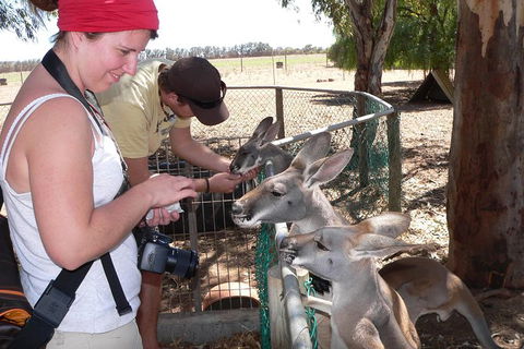 1 Day Pinnacles, Wildlife & Sandboarding - Tourism Brisbane 1