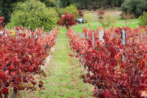 Cider, Wine & Cheese In The Perth Hills - Half-Day Premium Small Group Tour - Tourism Brisbane 6