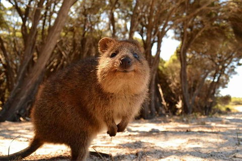 Pinnacles & Rottnest Island Scenic Air & Ground Tour - Tourism Brisbane 7