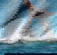 Whale-Watching Cruise and Hillarys Boat Harbour Day Trip from Perth - Tourism Brisbane