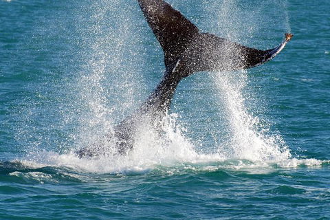 Whale-Watching Cruise And Hillarys Boat Harbour Day Trip From Perth - Tourism Brisbane 0