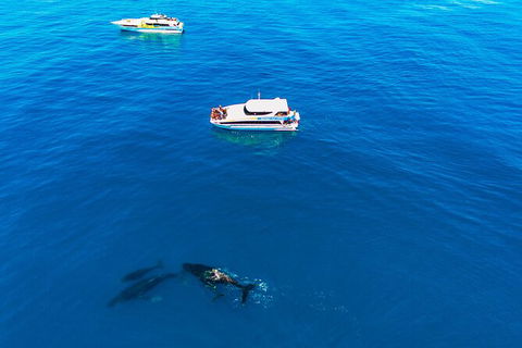Whale-Watching Cruise And Hillarys Boat Harbour Day Trip From Perth - Tourism Brisbane 4