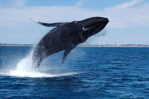 Whale-Watching Cruise And Hillarys Boat Harbour Day Trip From Perth - Tourism Brisbane 7