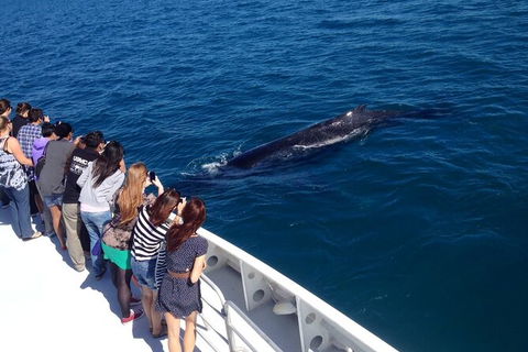 Whale-Watching Cruise And Hillarys Boat Harbour Day Trip From Perth - Tourism Brisbane 5