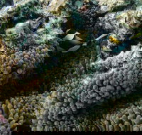 Muiron Island Dive  Snorkel Tour - Brisbane Tourism