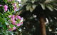 Wanneroo Botanic Gardens: Devonshire Tea And Garden Self Guided Tour - thumb 1