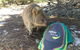 Rottnest Island Segway Tour: Fortress Adventure Tour - thumb 3
