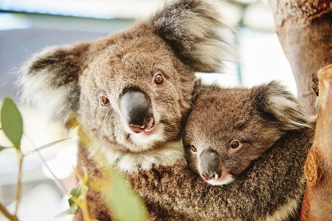 Half-Day Yanchep National Park & Crystal Cave - Tourism Brisbane 3