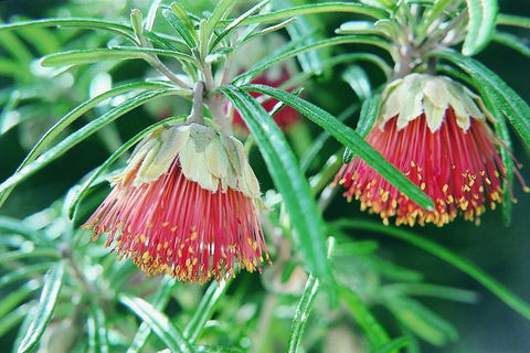 Half-Day Yanchep National Park & Crystal Cave - Tourism Brisbane 4