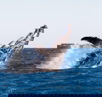 Turtle tours on the Ningaloo Reef Exmouth. 1/2 day cruise. - Brisbane Tourism