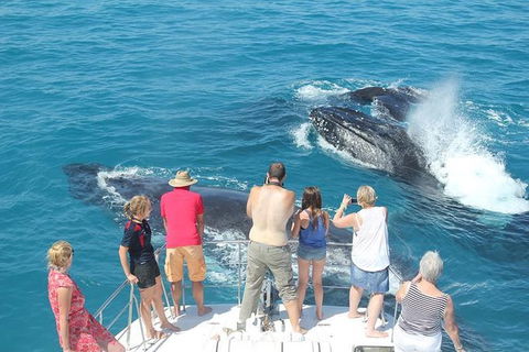 Half-Day Whale Watching Sunset Cruise From Broome - Brisbane Tourism 1
