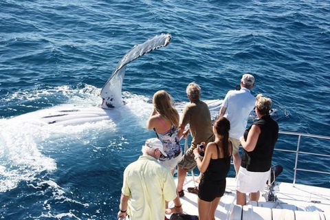 Half-Day Whale Watching Sunset Cruise From Broome - Brisbane Tourism 2