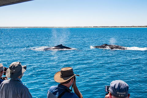 Half-Day Whale Watching Sunset Cruise From Broome - Brisbane Tourism 5