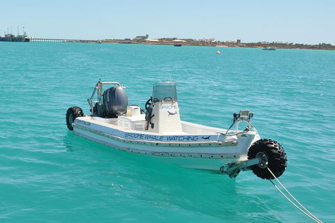 Half-Day Whale Watching Sunset Cruise From Broome - Brisbane Tourism 4