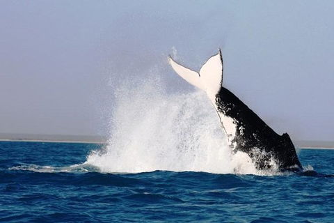 Half-Day Whale Watching Sunset Cruise From Broome - Brisbane Tourism 6