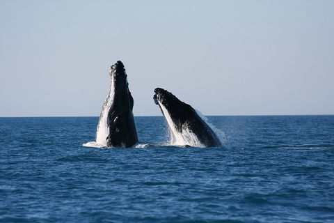 Half-Day Whale Watching Sunset Cruise From Broome - Brisbane Tourism 3