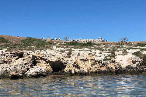 Penguin Island And Fremantle - Canoe, Chocolate & Coffee - Tourism Brisbane 10