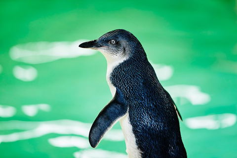 Penguin Island And Fremantle - Canoe, Chocolate & Coffee - Tourism Brisbane 14