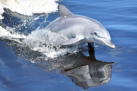 Mandurah Dolphin Island Adventure - Tourism Brisbane 14