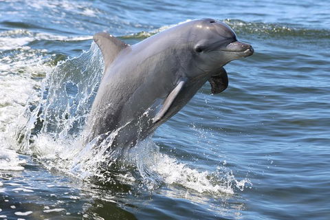 Mandurah Dolphin Island Adventure - Tourism Brisbane 11