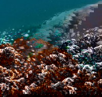 Ningaloo Reef or Muiron Islands Snorkeling and Wildlife Adventure - Brisbane Tourism