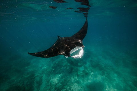 Ningaloo Reef Or Muiron Islands Snorkeling And Wildlife Adventure - Brisbane Tourism 2
