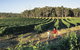 2-Day Margaret River Wine Experience From Perth - thumb 1