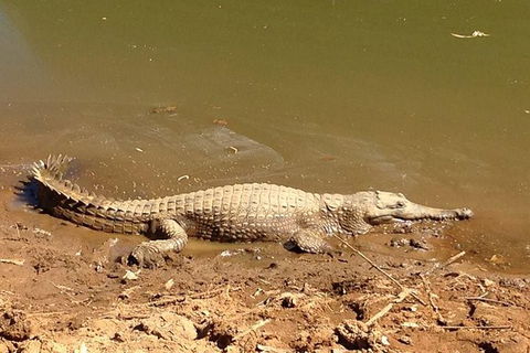 Amazing Windjana Gorge And Tunnel Creek Adventure From Broome - Brisbane Tourism 7