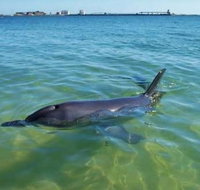 Bunbury Dolphins Discovery Tour - Fly From Perth - Tourism Brisbane