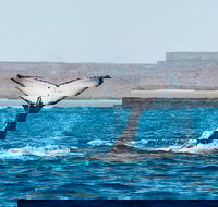 Ningaloo Reef Eco Tours - Brisbane Tourism