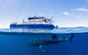 Ningaloo Whale Shark Swim On A Luxury Sailing Catamaran - thumb 0