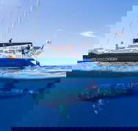 Ningaloo Whale Shark Swim on a Luxury Sailing Catamaran - Brisbane Tourism