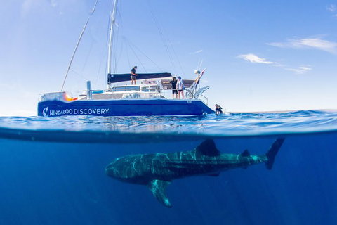 Ningaloo Whale Shark Swim On A Luxury Sailing Catamaran - Brisbane Tourism 0