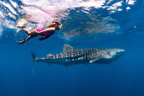 Ningaloo Whale Shark Swim On A Luxury Sailing Catamaran - Brisbane Tourism 5