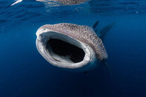 Ningaloo Whale Shark Swim On A Luxury Sailing Catamaran - Brisbane Tourism 3