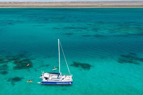Ningaloo Whale Shark Swim On A Luxury Sailing Catamaran - Brisbane Tourism 4
