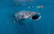 Ningaloo Whale Shark Swim On A Luxury Sailing Catamaran - thumb 6