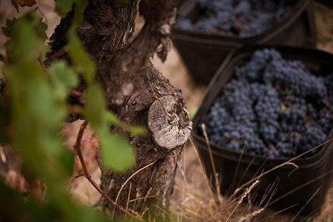 Vasse Felix Winery Tour And Tasting - Brisbane 4u 4